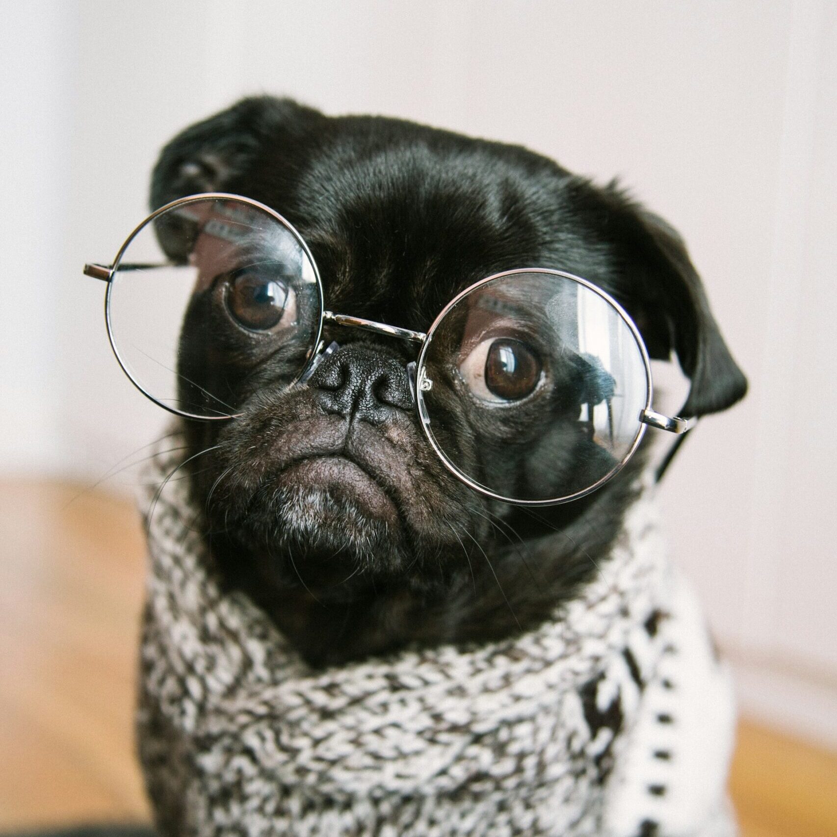 hond met bril